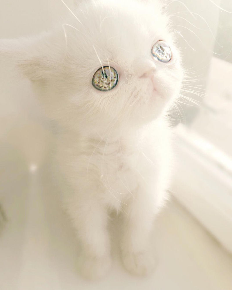 Esta é Pam Pam, uma gatinha com olhos ímpares hipnotizantes 18