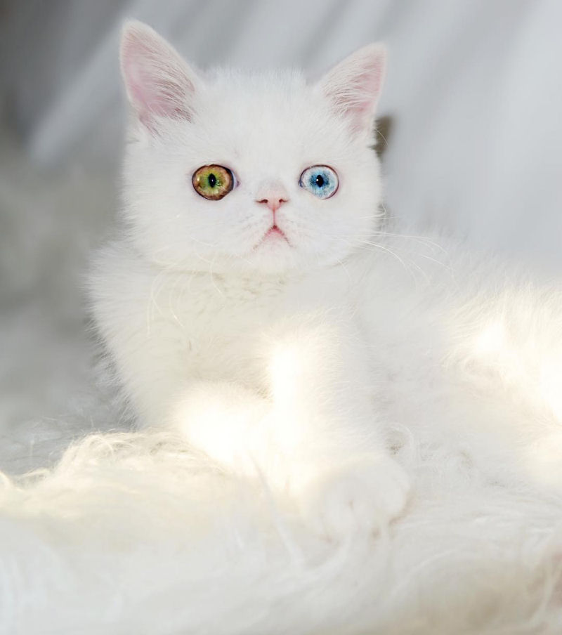 Esta é Pam Pam, uma gatinha com olhos ímpares hipnotizantes 19