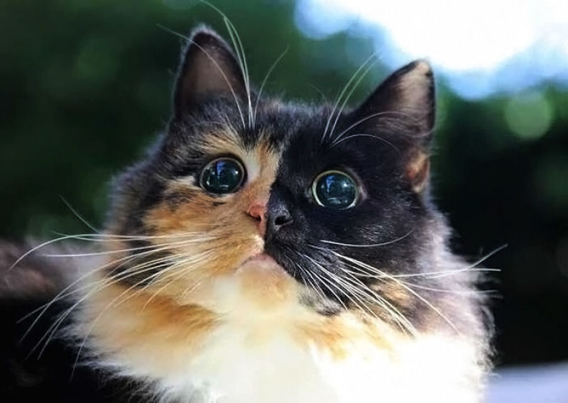 Gatinha cega quimera encontrada nas ruas da Frana tem olhos irresistveis 01