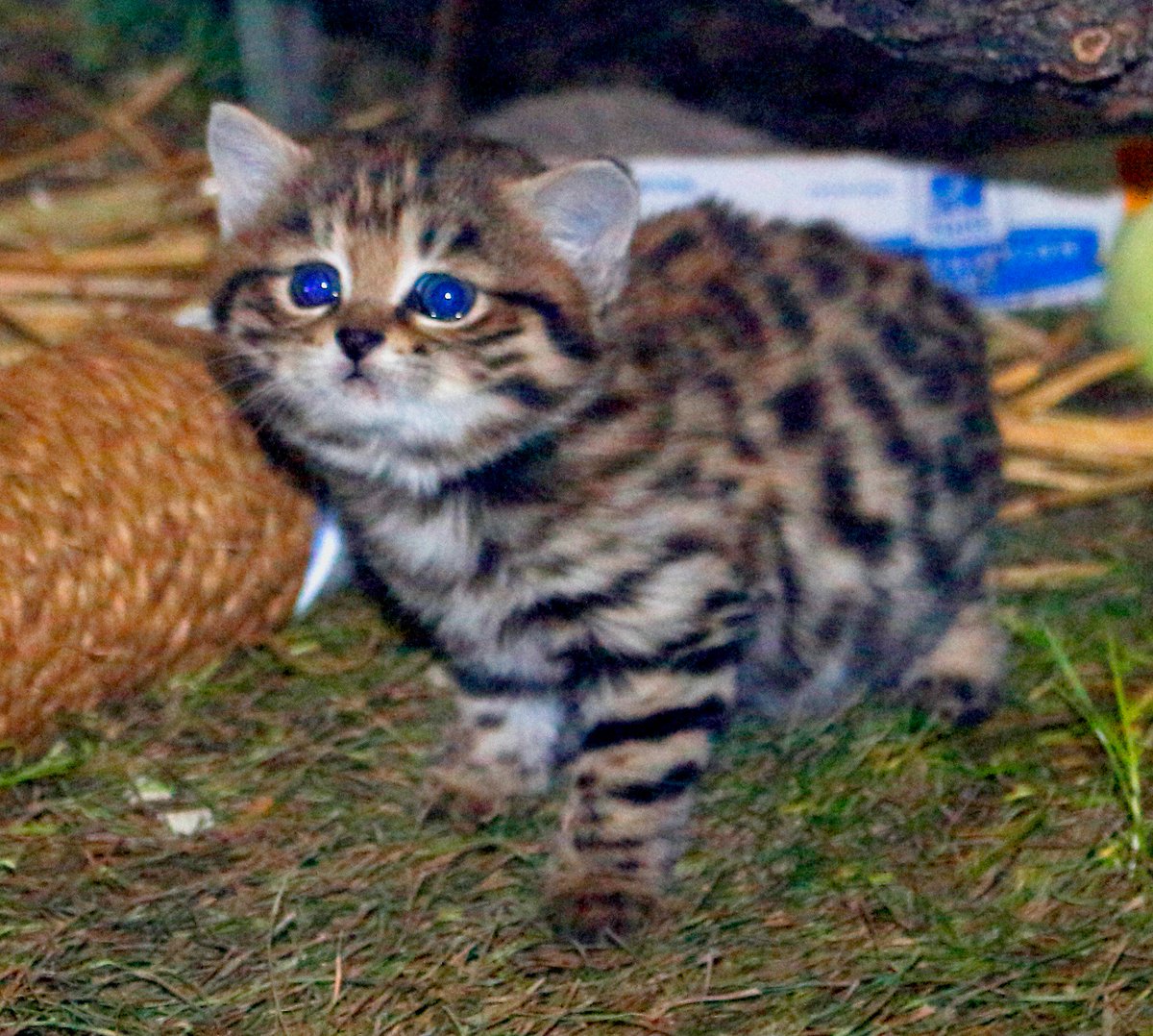 Pequeno gato selvagem fofo  o mais mortal do mundo