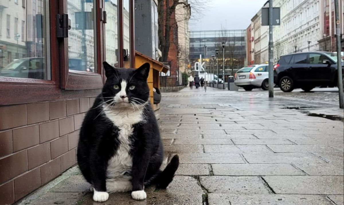 Gato rechonchudo se torna a atrao turstica mais bem avaliada de cidade polonesa