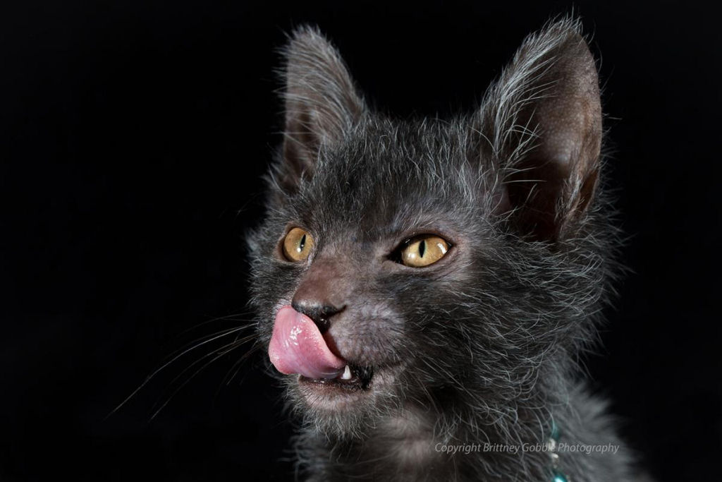 Criadores descobrem nova geração de felinos que se parecem com lobisomens