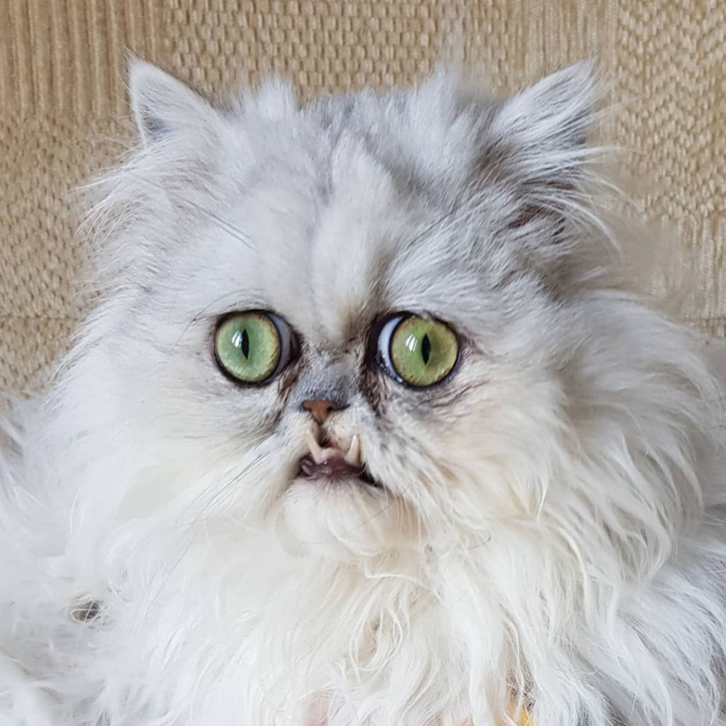 O gato viral de expresso surrealista no s  real,  uma celebridade do Instagram