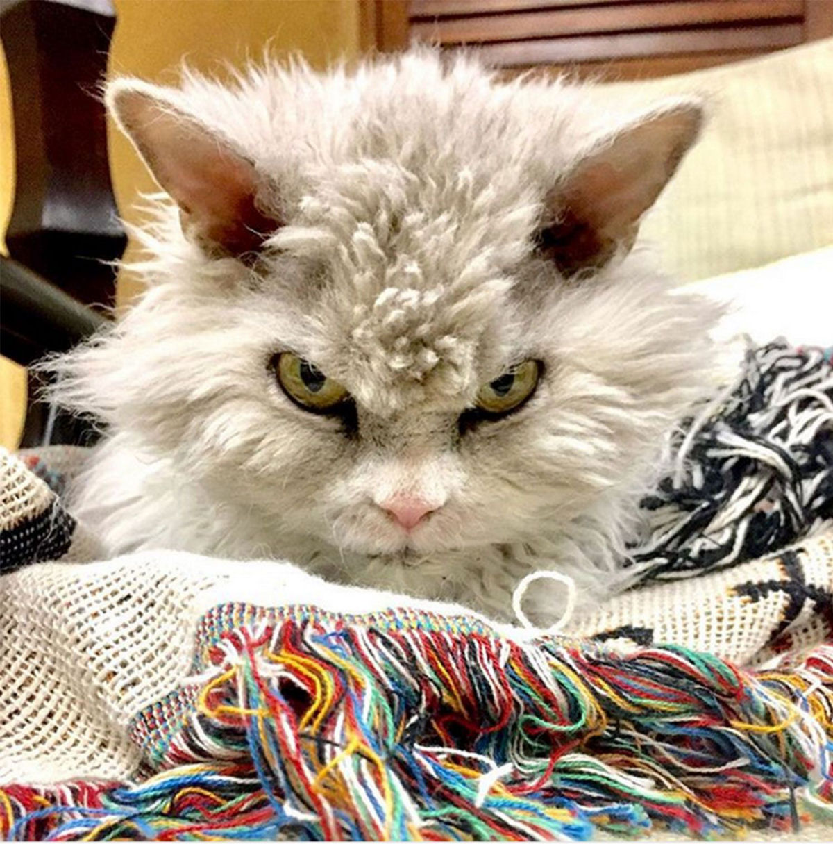 Conhea Alberto, o Pomposo: o gato mais rabugento do Instagram 06