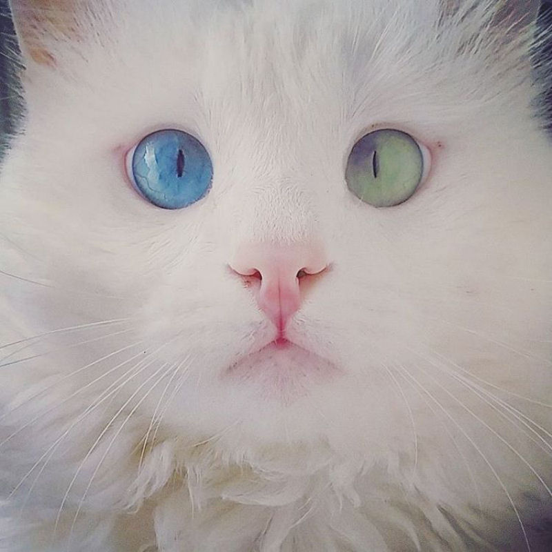 Este gato tem os olhos mais hipnotizantes que voc j viu 02