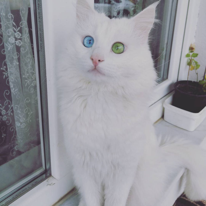 Este gato tem os olhos mais hipnotizantes que voc j viu 08