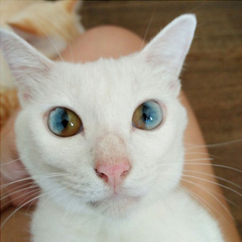 Este gato tem os olhos mais hipnotizantes que voc j viu 10