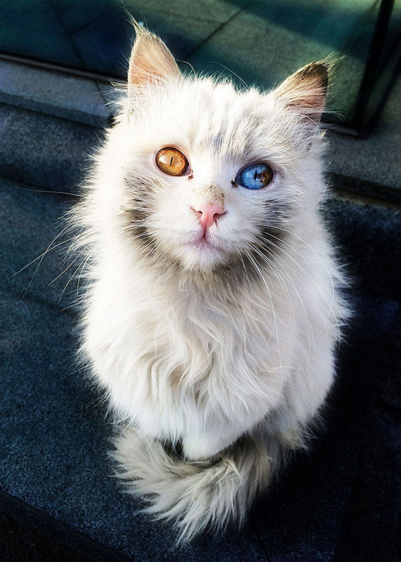 Este gato tem os olhos mais hipnotizantes que voc j viu 11