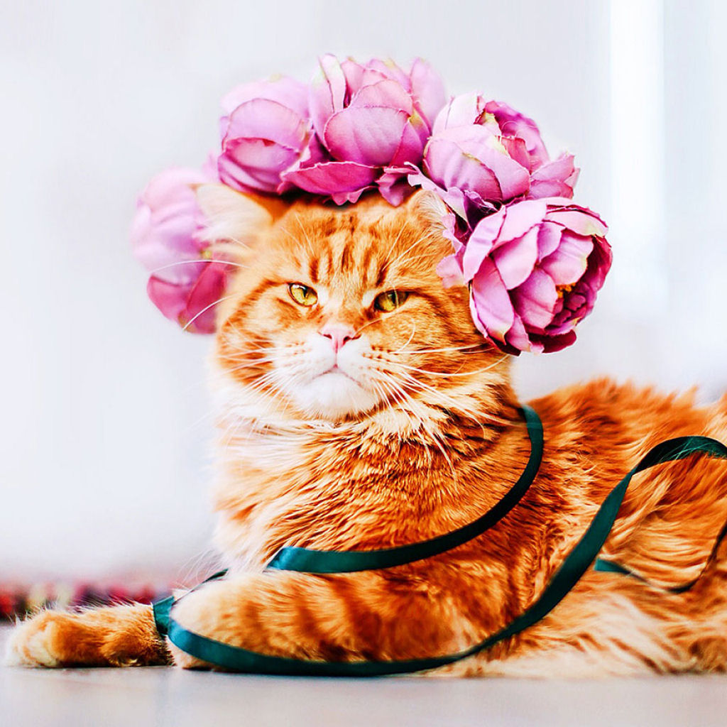 Um gato russo chamado Costeleta tem a sua própria fotógrafa humana 01