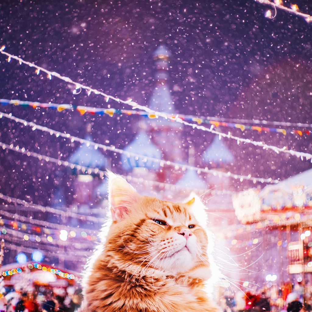 Um gato russo chamado Costeleta tem a sua própria fotógrafa humana 07