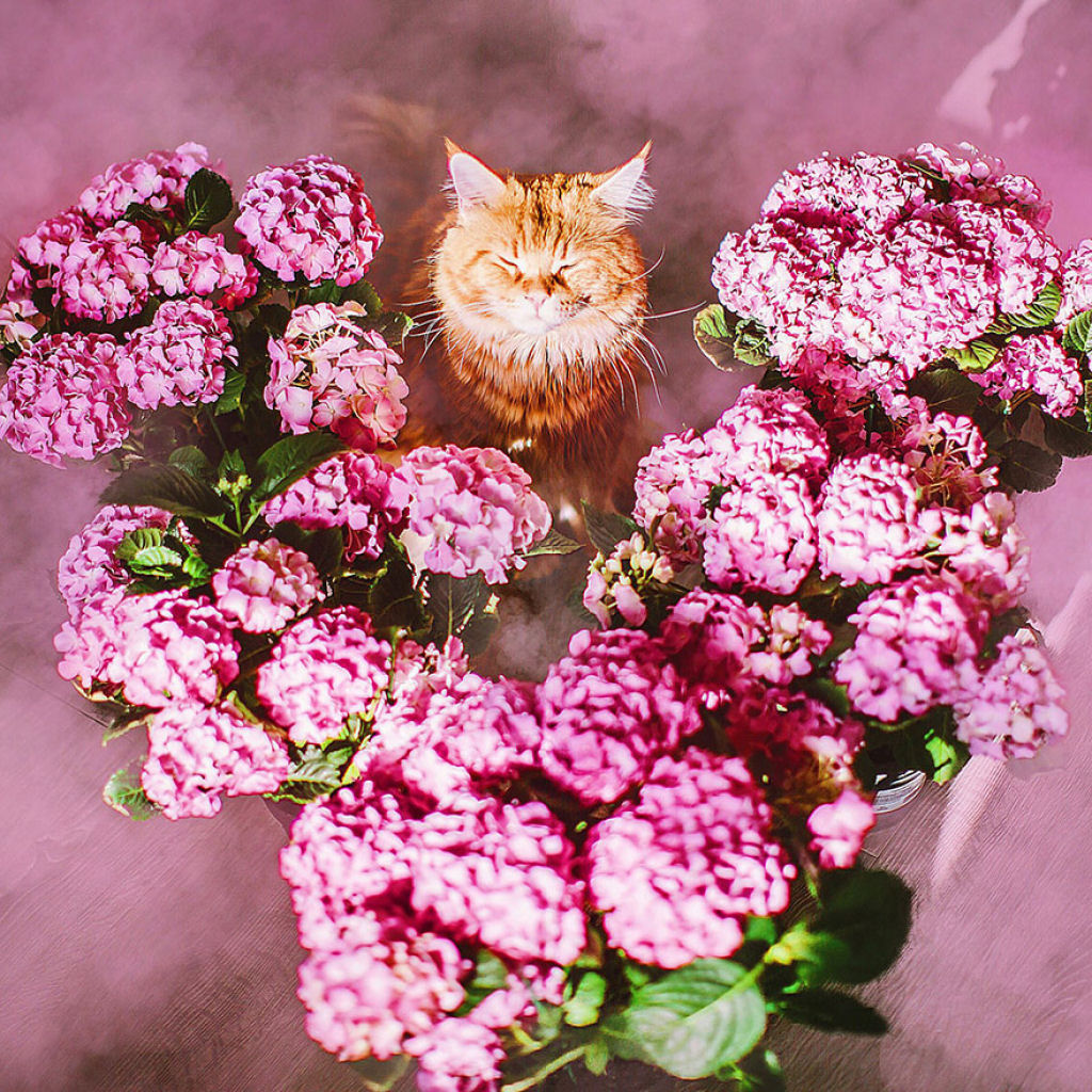 Um gato russo chamado Costeleta tem a sua própria fotógrafa humana 11