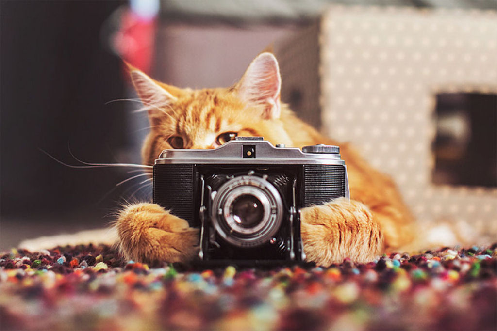 Um gato russo chamado Costeleta tem a sua própria fotógrafa humana 14