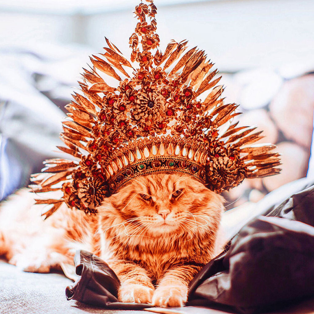Um gato russo chamado Costeleta tem a sua própria fotógrafa humana 16