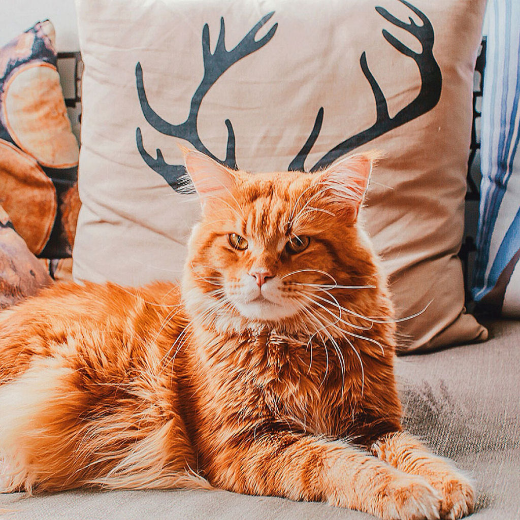 Um gato russo chamado Costeleta tem a sua própria fotógrafa humana 18