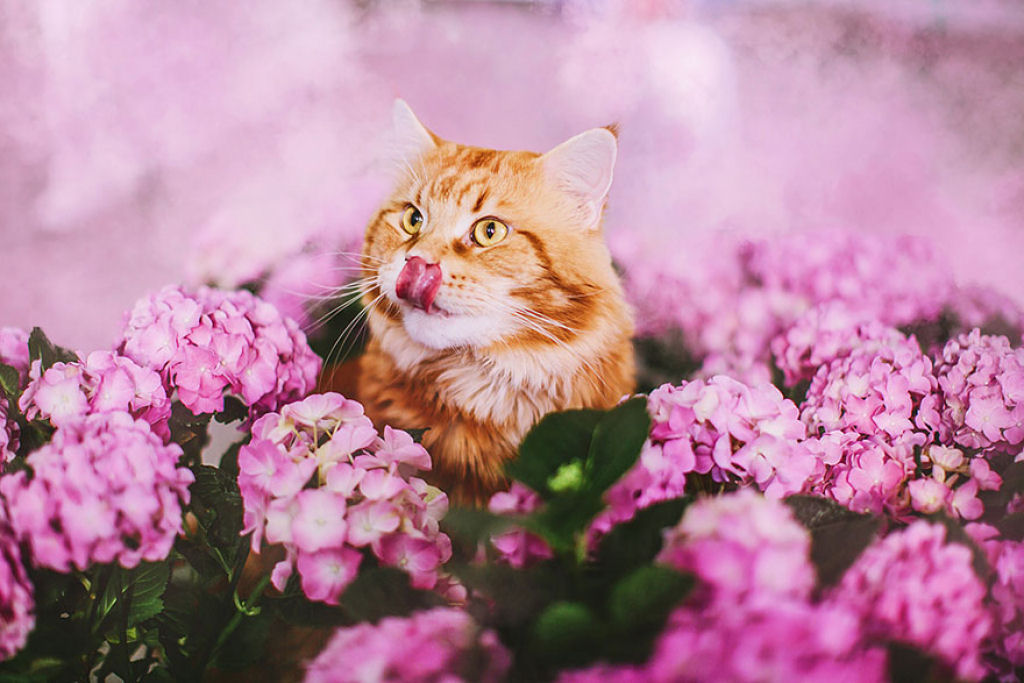 Um gato russo chamado Costeleta tem a sua própria fotógrafa humana 21