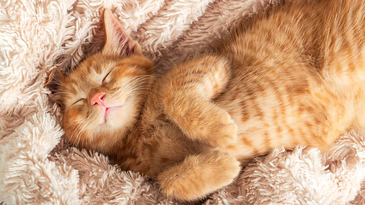 Qual é o verdadeiro propósito do sono?