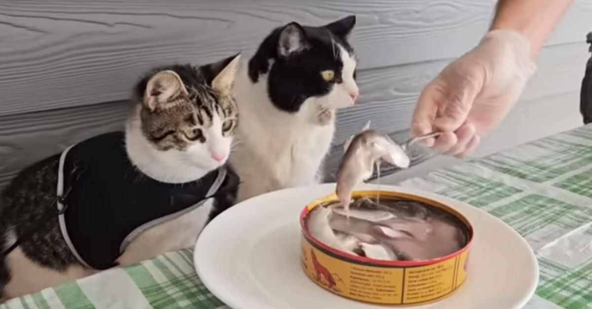 Gatos experimentam Surströmming, a comida mais cheirosa do mundo!