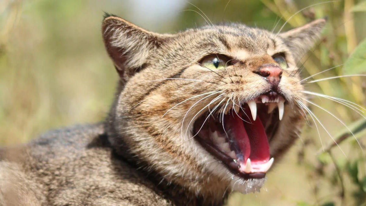Gatos australianos matam dois bilhões de animais anualmente.