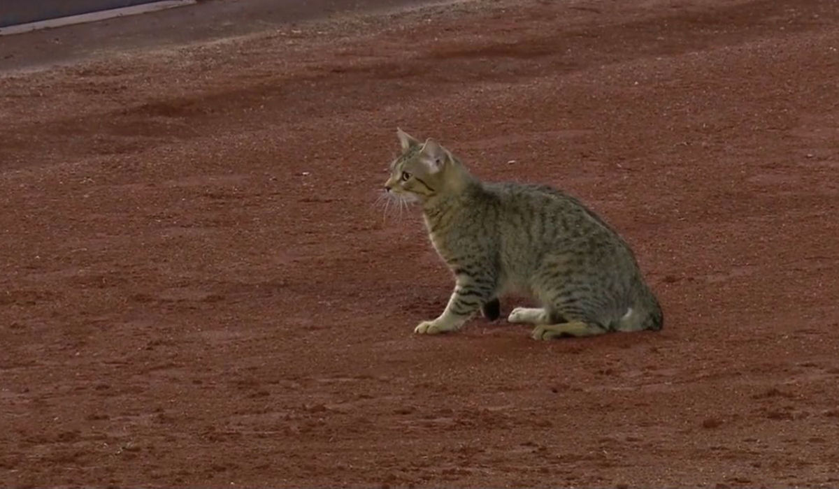 Gato invade estádio durante uma partida de beisebol em Nova York