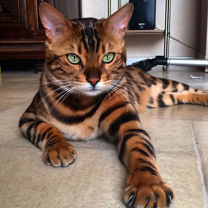 Conhea Thor, o gato bengal que  toda uma celebridade no Instagram 02
