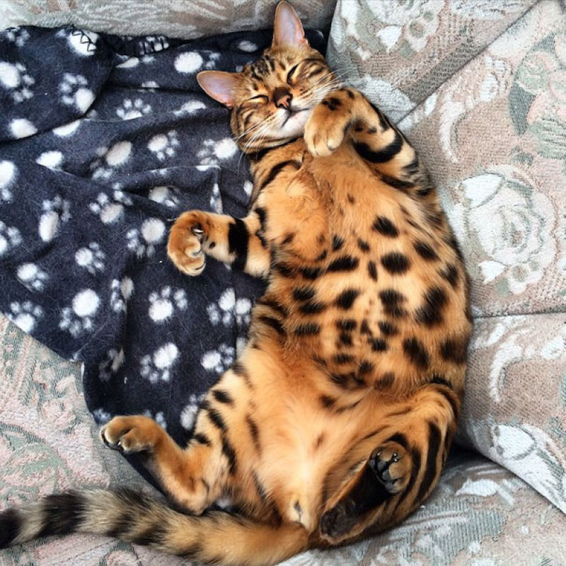 Conhea Thor, o gato bengal que  toda uma celebridade no Instagram 03