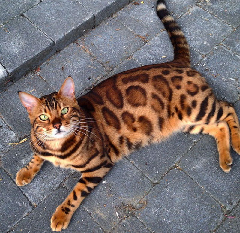 Conhea Thor, o gato bengal que  toda uma celebridade no Instagram 06