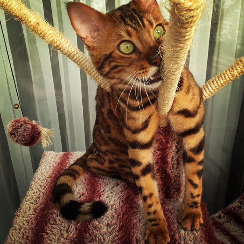 Conhea Thor, o gato bengal que  toda uma celebridade no Instagram 07