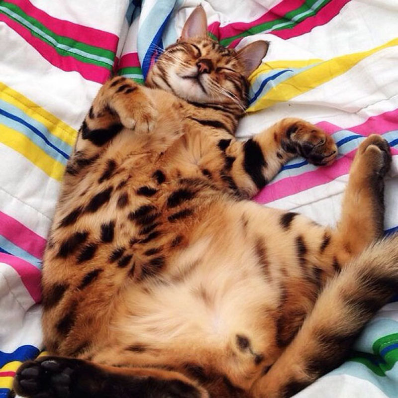 Conhea Thor, o gato bengal que  toda uma celebridade no Instagram 08