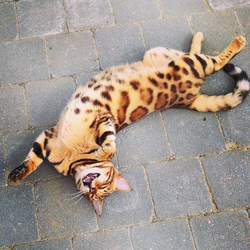 Conhea Thor, o gato bengal que  toda uma celebridade no Instagram 09