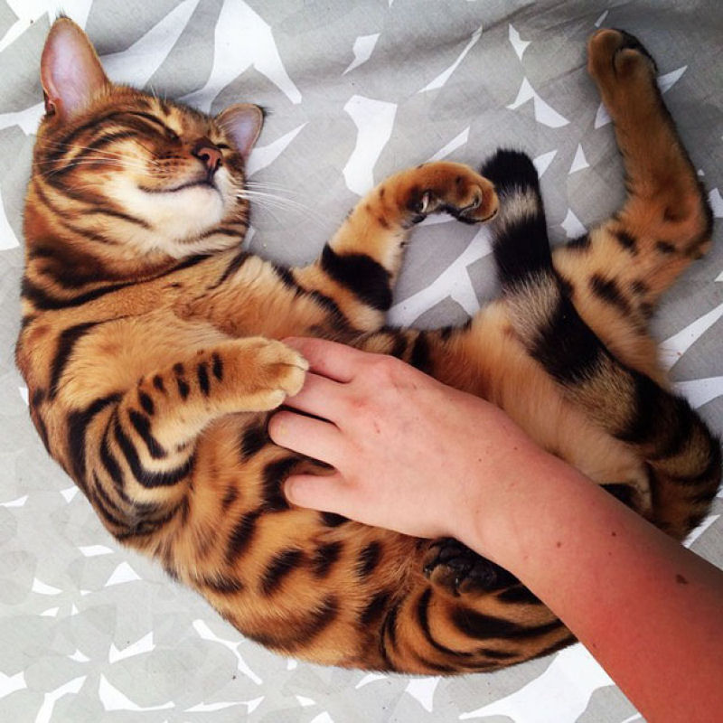 Conhea Thor, o gato bengal que  toda uma celebridade no Instagram 10
