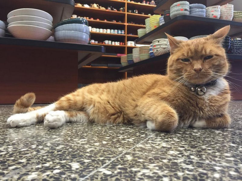 Gato trabalha há 9 anos em uma loja sem tirar um dia de férias 02