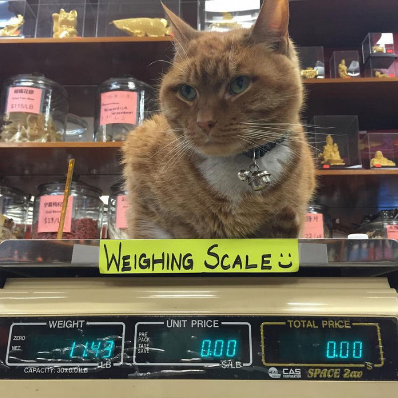Gato trabalha há 9 anos em uma loja sem tirar um dia de férias 03