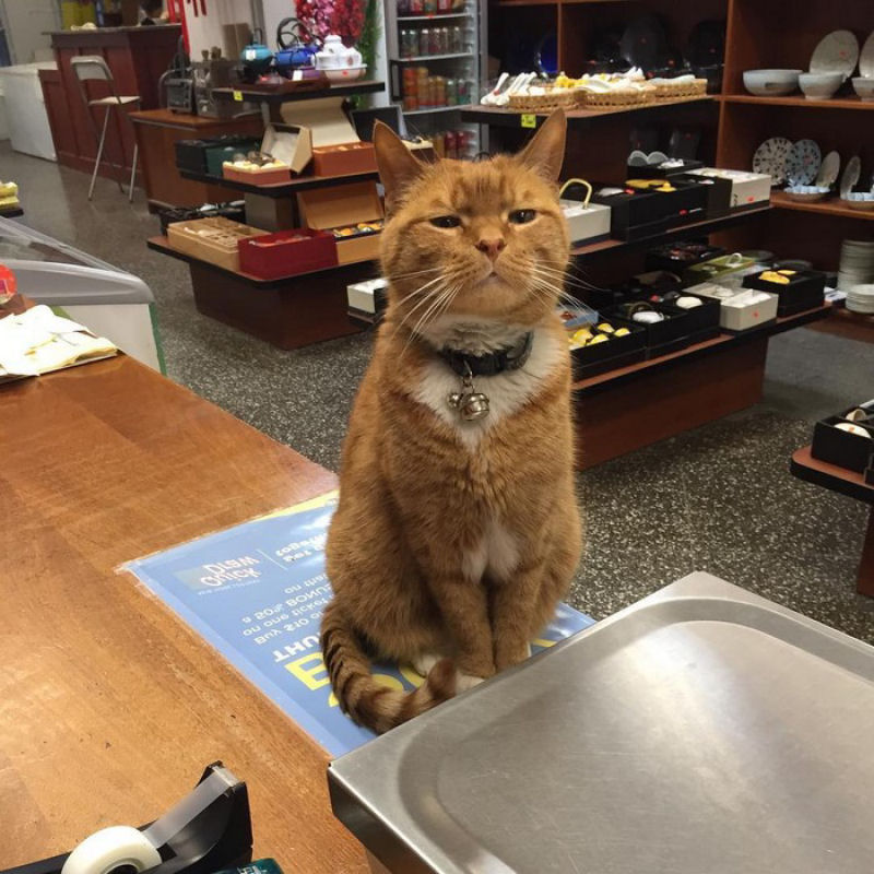 Gato trabalha há 9 anos em uma loja sem tirar um dia de férias 06