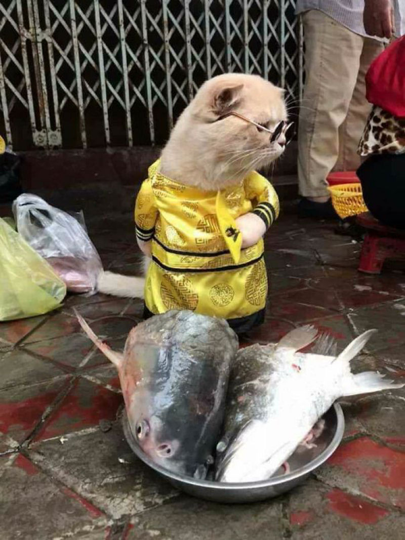 Este  o vendedor de peixe pelo qual voc vai se apaixonar 04