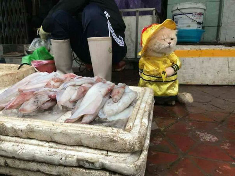 Este  o vendedor de peixe pelo qual voc vai se apaixonar 06