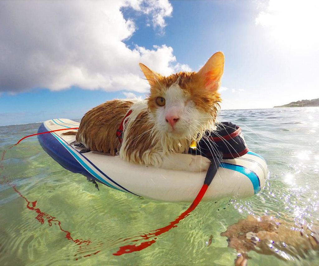 Este espantoso gato caolho gosta de nadar e surfar no Havaí 01