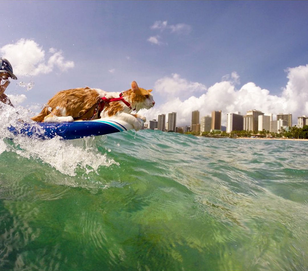 Este espantoso gato caolho gosta de nadar e surfar no Havaí 02