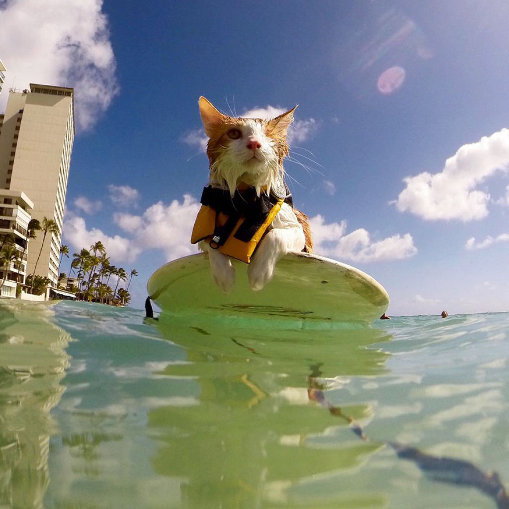 Este espantoso gato caolho gosta de nadar e surfar no Havaí 03