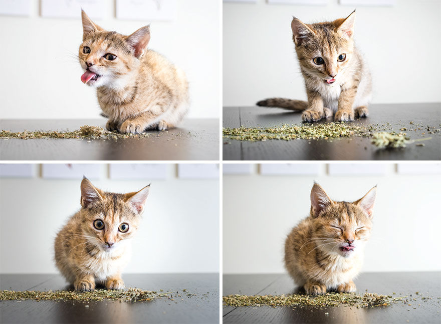 Uma divertida srie de fotos com as felizes expresses de gatos sob a influncia de erva de gato 04