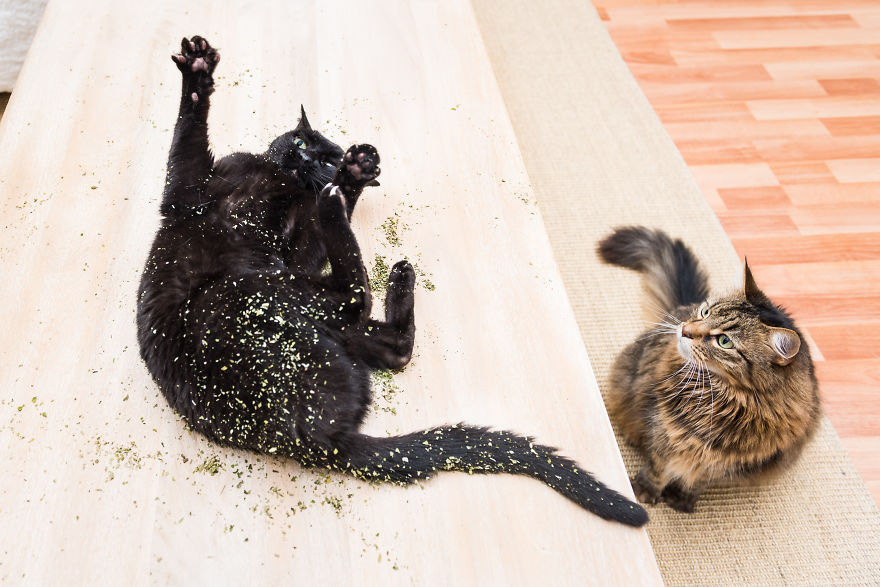 Uma divertida srie de fotos com as felizes expresses de gatos sob a influncia de erva de gato 05