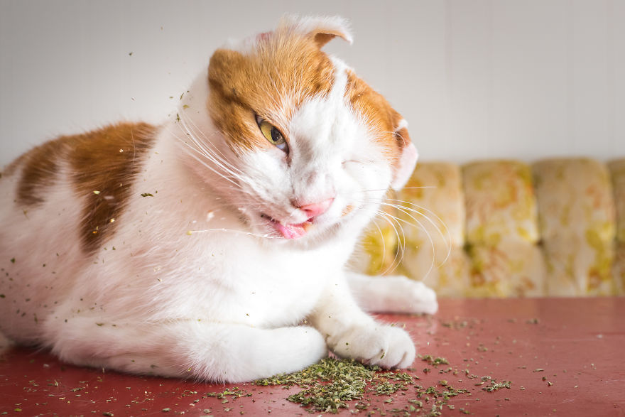 Uma divertida srie de fotos com as felizes expresses de gatos sob a influncia de erva de gato 07