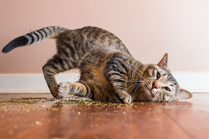 Uma divertida srie de fotos com as felizes expresses de gatos sob a influncia de erva de gato 11
