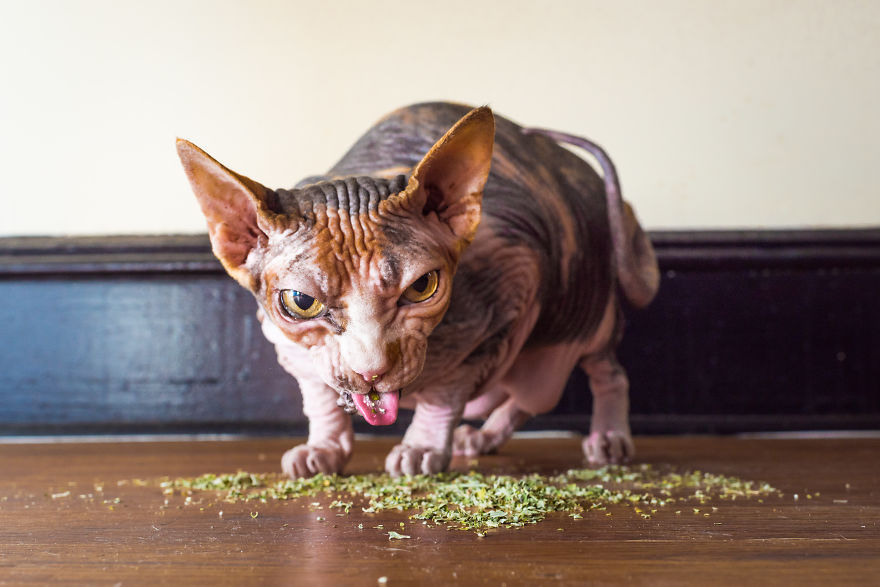 Uma divertida srie de fotos com as felizes expresses de gatos sob a influncia de erva de gato 13