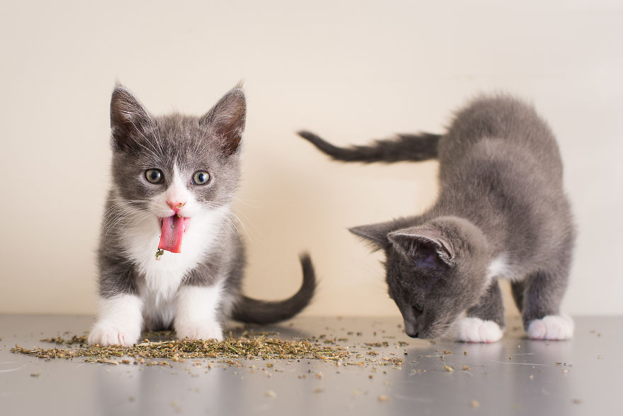 Uma divertida srie de fotos com as felizes expresses de gatos sob a influncia de erva de gato 14