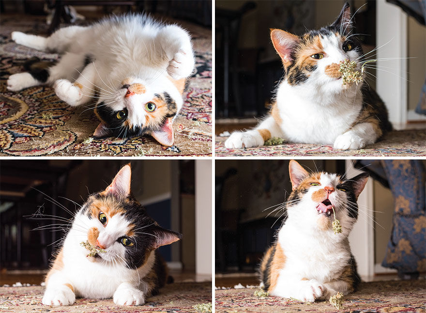 Uma divertida srie de fotos com as felizes expresses de gatos sob a influncia de erva de gato 15