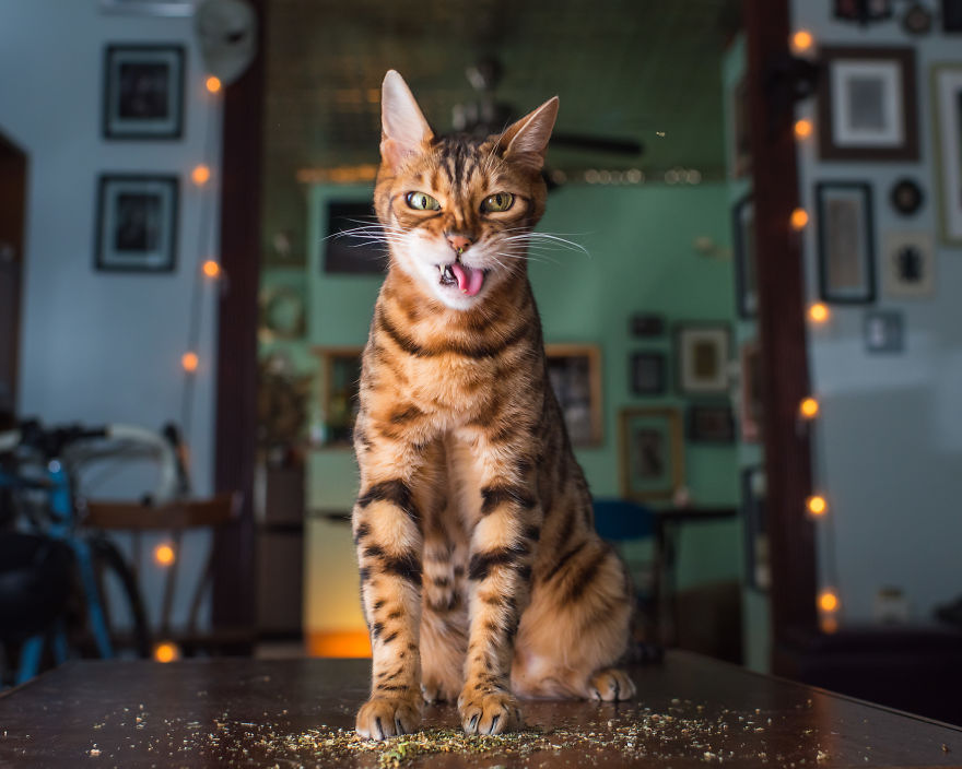 Uma divertida srie de fotos com as felizes expresses de gatos sob a influncia de erva de gato 16