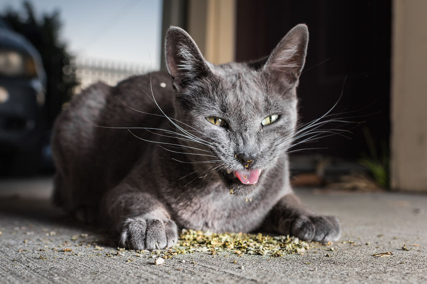 Uma divertida srie de fotos com as felizes expresses de gatos sob a influncia de erva de gato 18
