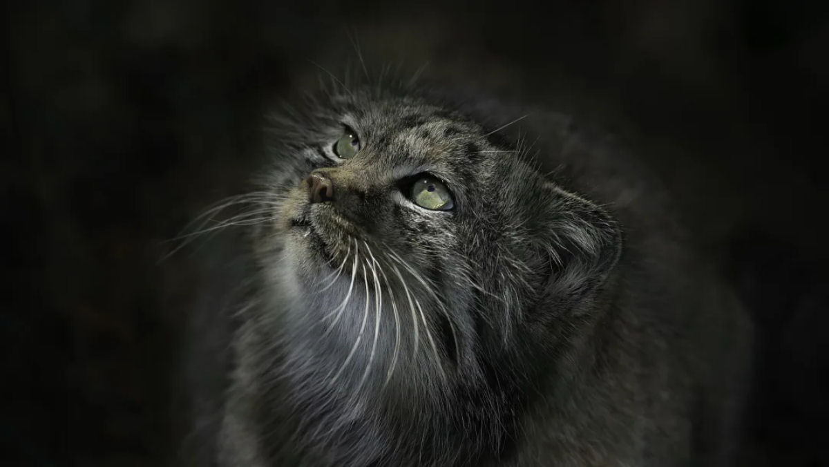 Alguns fatos fascinantes sobre os gatos-de-Pallas
