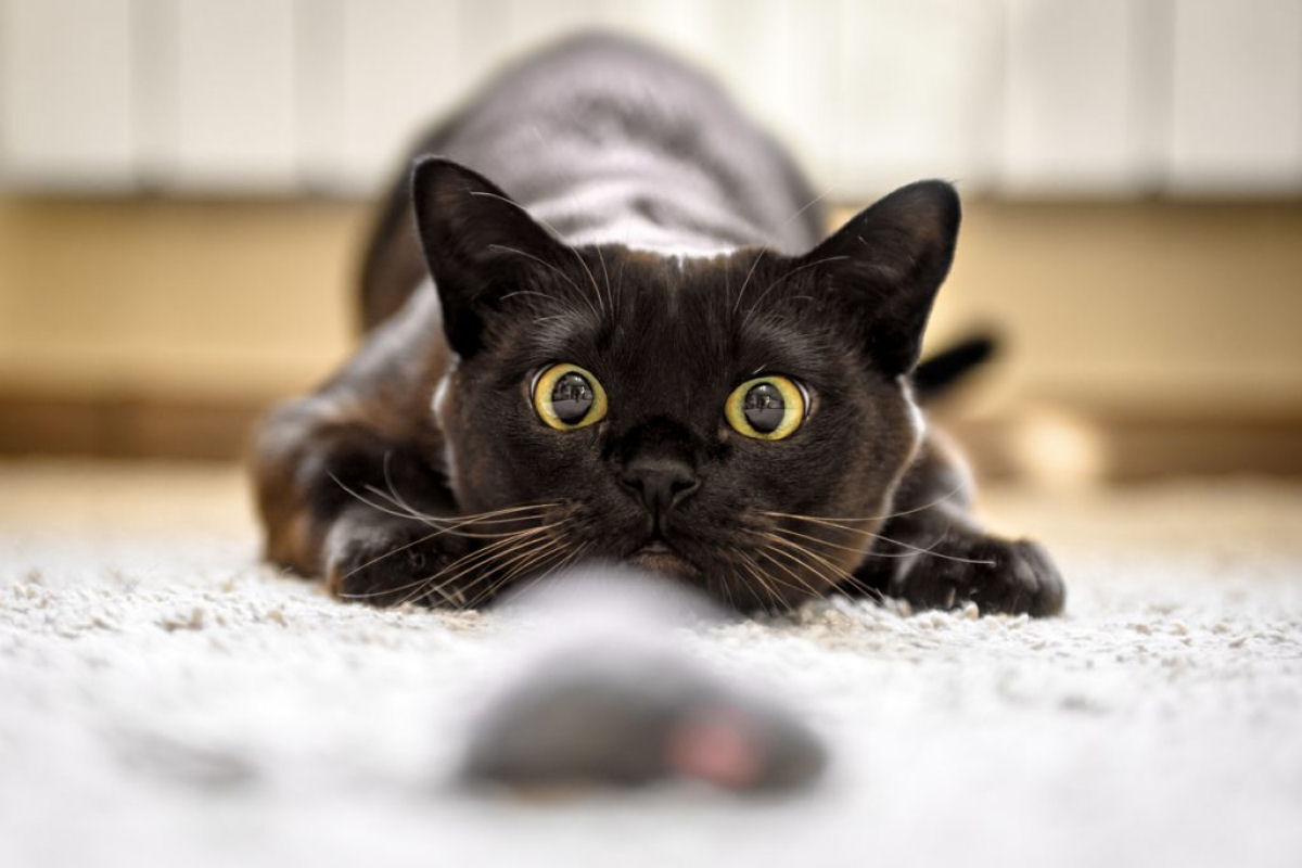 Por que os gatos agem de forma tão estranha?
