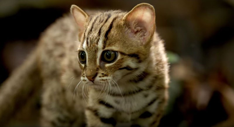 O menor gato do mundo é ridiculamente fofo e temos fotos para provar 06